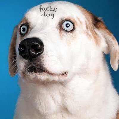 We Rate Dogs Meme Template