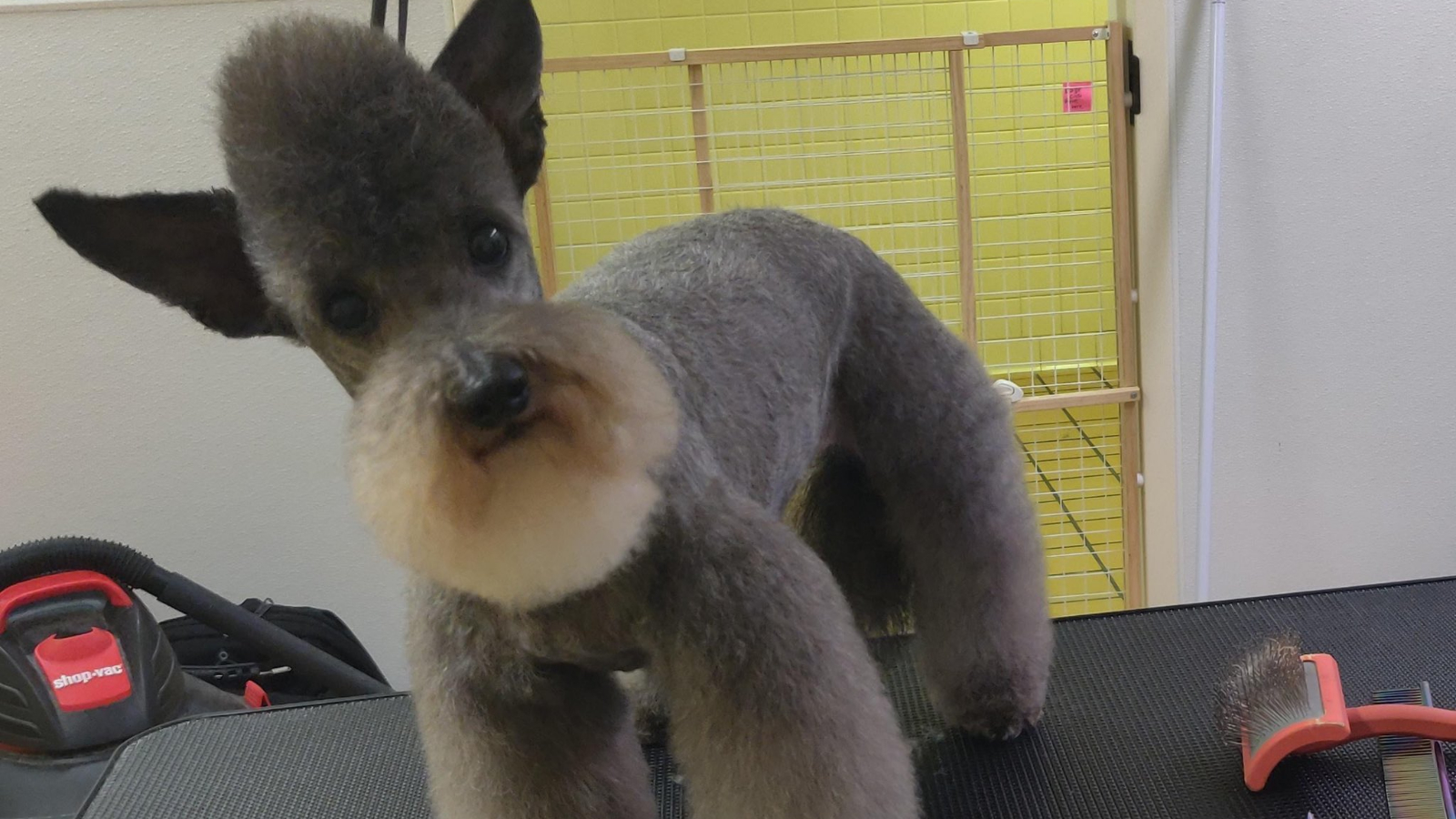 We Will Boil Him Soon Alhamdulillah