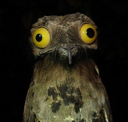 Weird Stuff I Do Potoo Meme Template