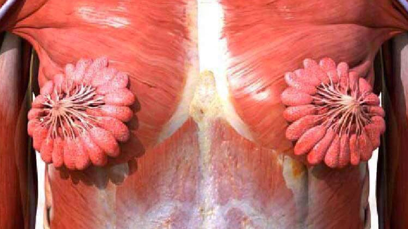 What Breast Milk Ducts Look Like Meme Template