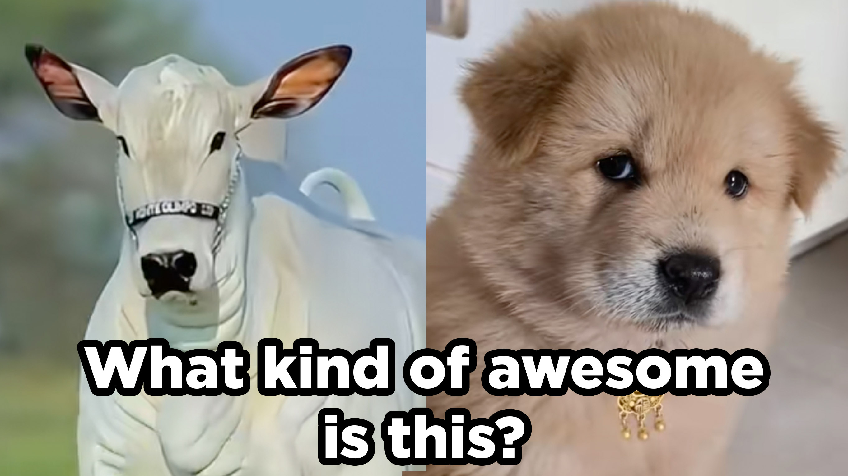 What Kind of X is This?