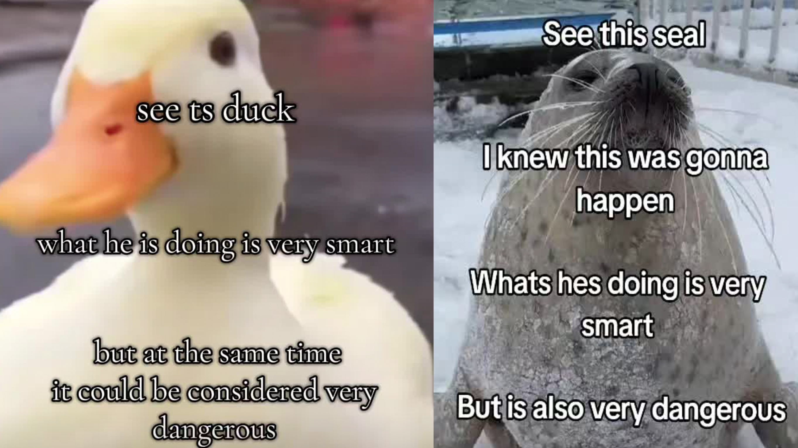 What They're Doing Is Very Smart but Also Very Dangerous Meme Template