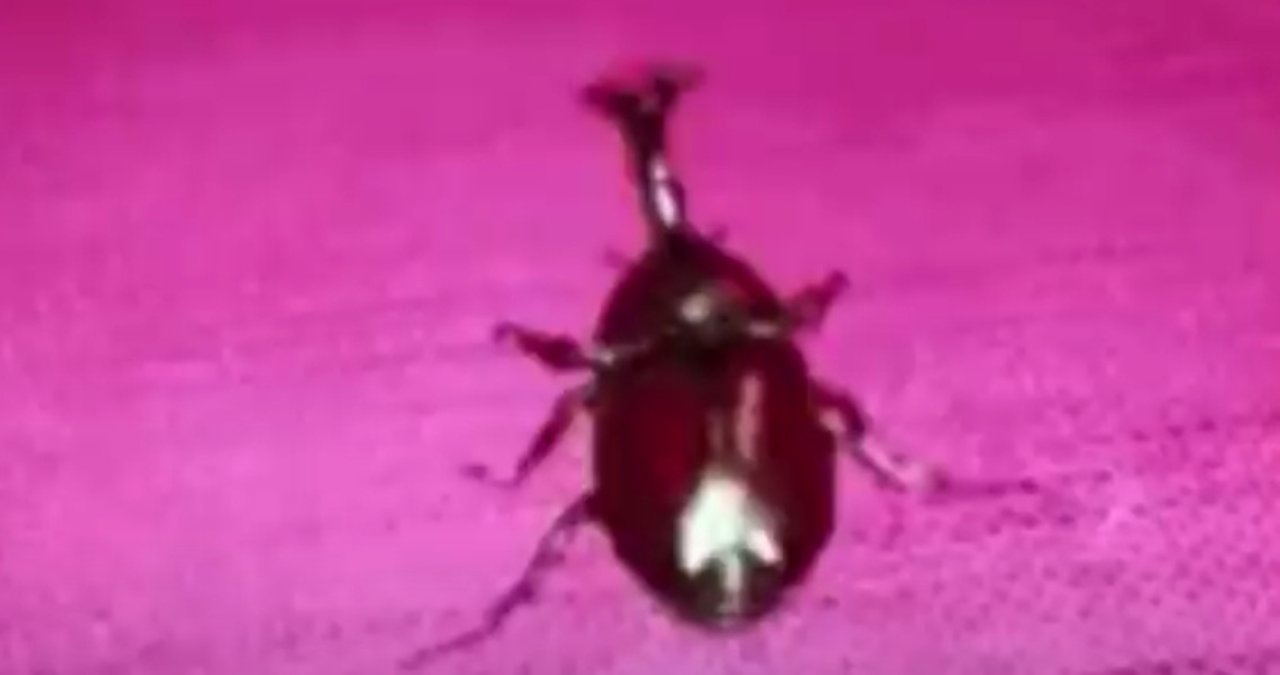 Whatever. Go My Scarab