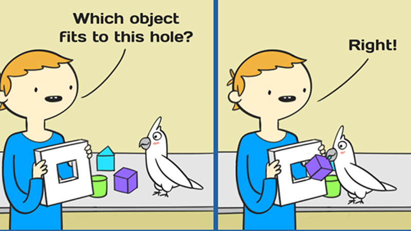 Which Object Fits to This Hole Meme Template