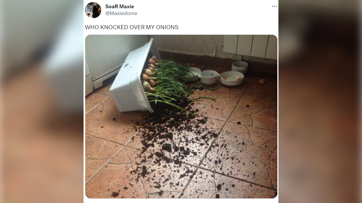 Who Knocked Over My Onions