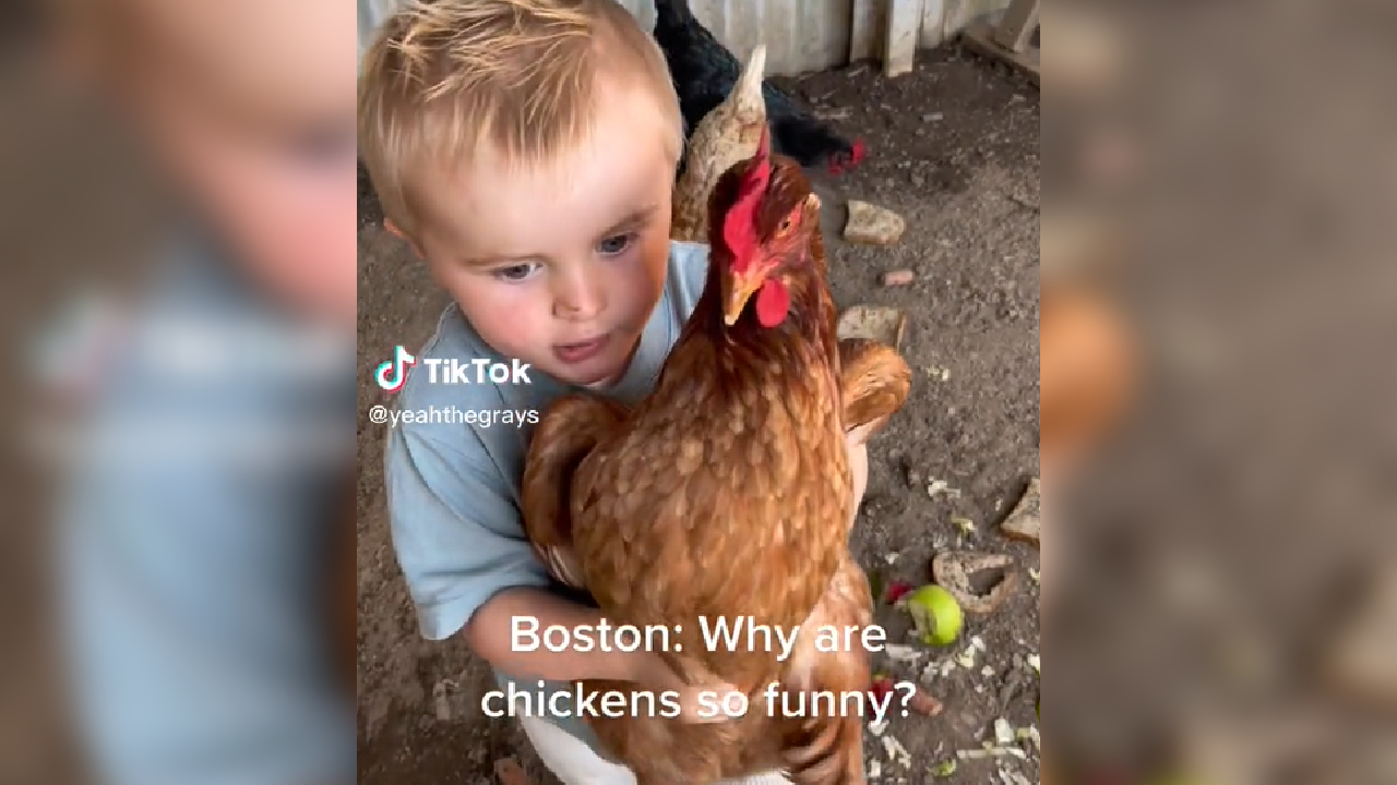 Why Are Chickens So Funny? Meme Template