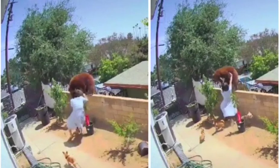 Woman Pushing Bear Off Fence Meme Template