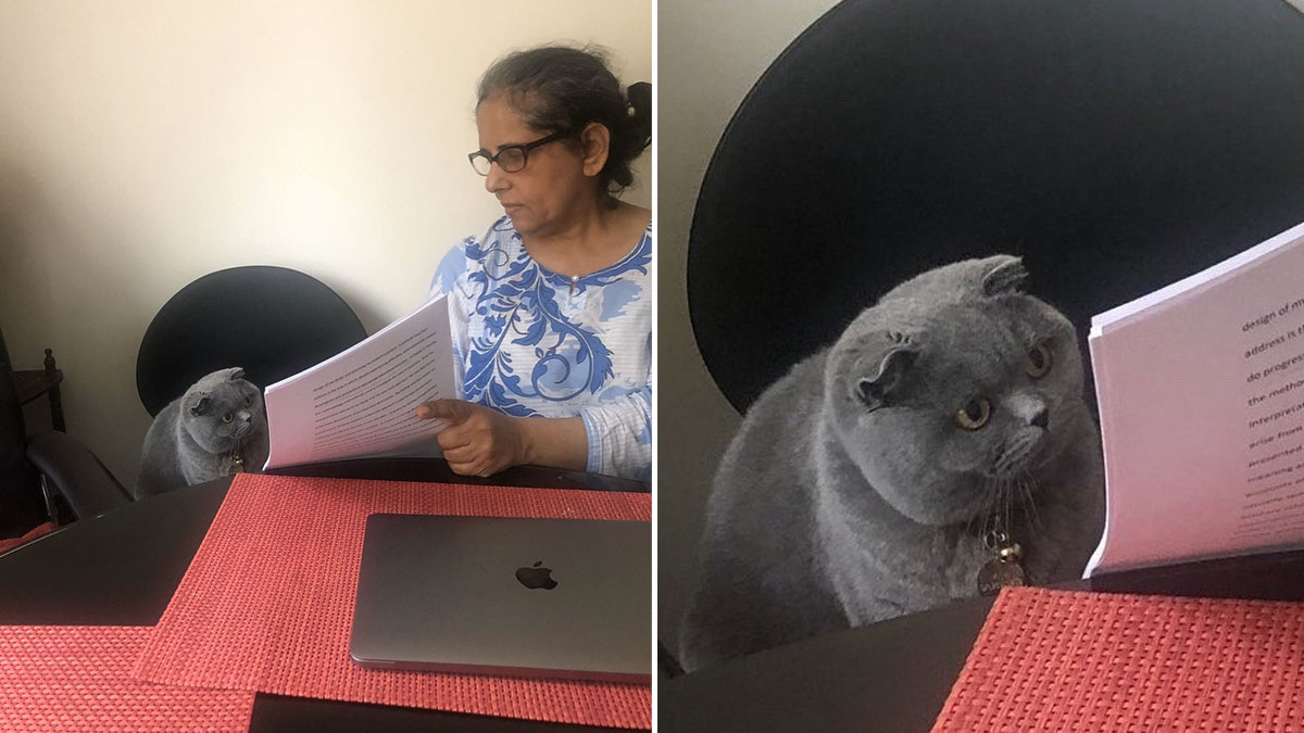 Woman Showing Papers to Grey Cat