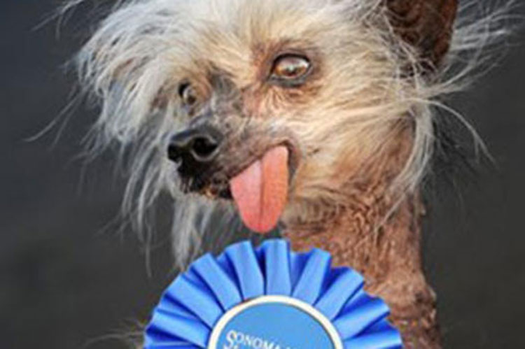 World's Ugliest Dog Contest Meme Template