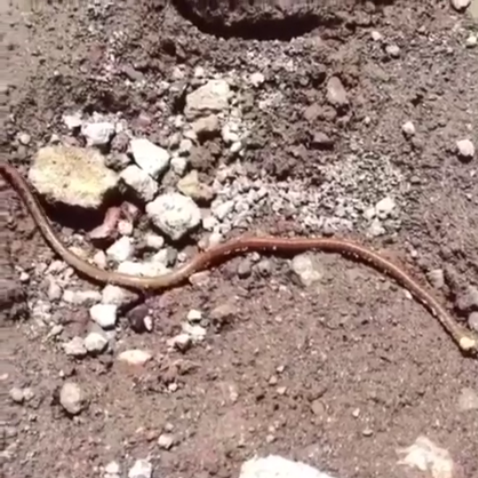 Worms Dancing to Music Meme Template