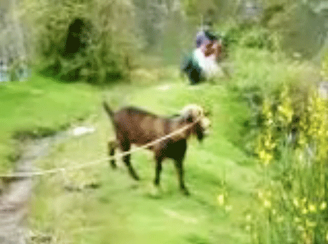 Yelling Goat / Screaming Goat