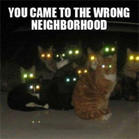 You Came to the Wrong Neighborhood