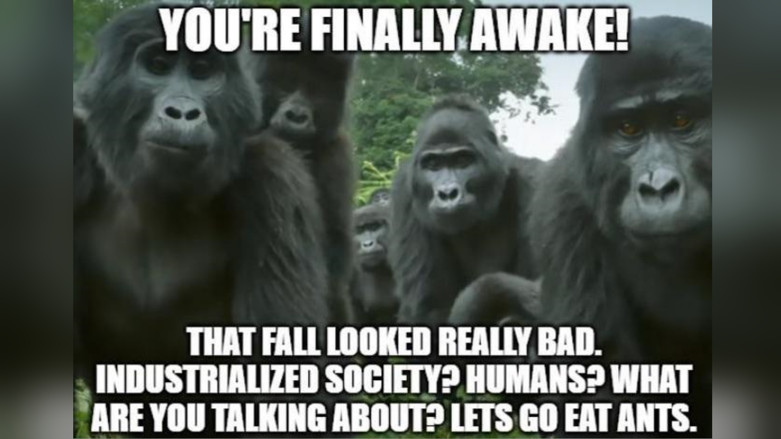 You're Finally Awake / You Hit Your Head Really Hard