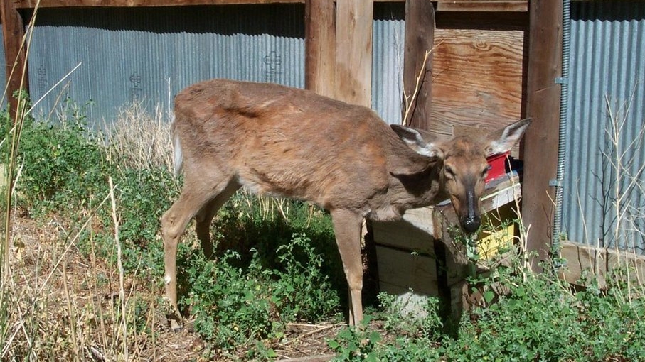 Zombie Deer Disease