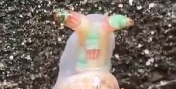 Zombie Snail Meme Template